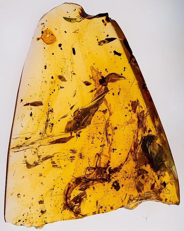Amber with potentially millions of years old, ancient fossils trapped inside