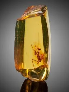 Amber with insect